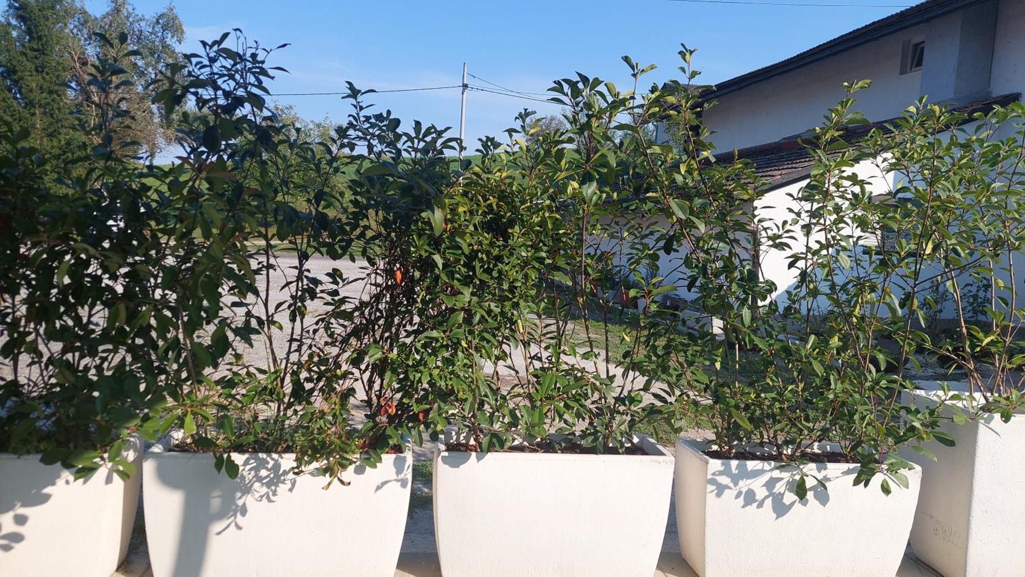 Kod Ane Apartment Belavici Exterior foto
